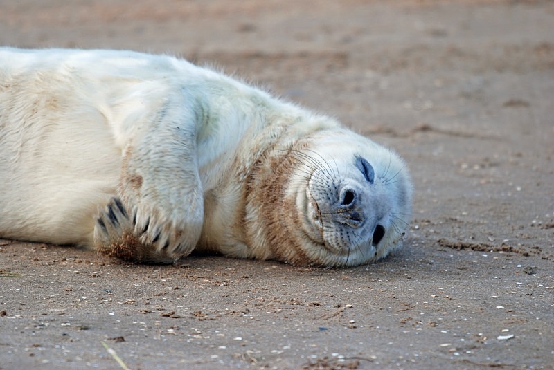 Atlantic Grey Seal - Atlantic Grey Seals