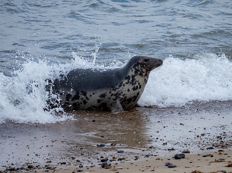 Atlantic Grey Seal - Atlantic Grey Seals