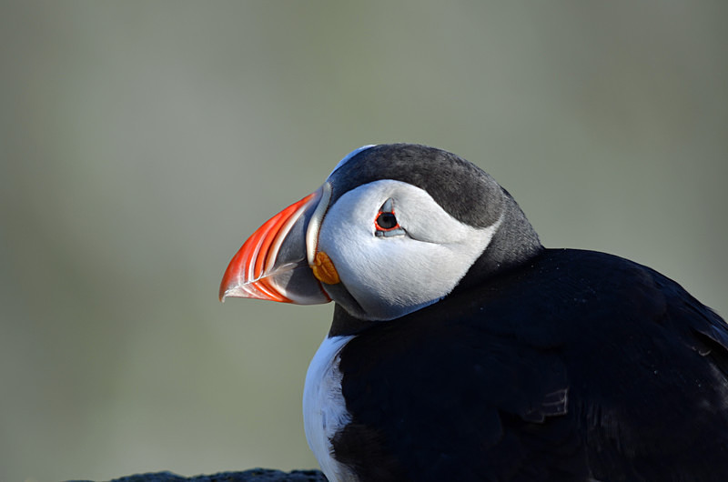 Puffin - Westfjords