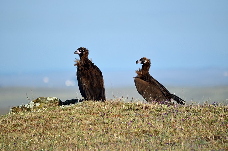 Black Vultures - South and west Spain - April and May 2012