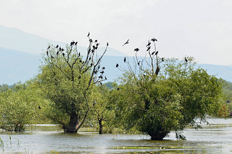 Pygmy Cormorants - Central Macedonia