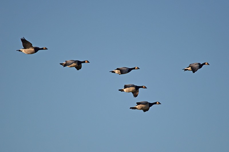 Barnacle Geese - Black geese