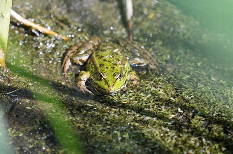Marsh Frog - Frogs and toads