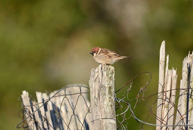 Tree Sparrow - West Macedonia