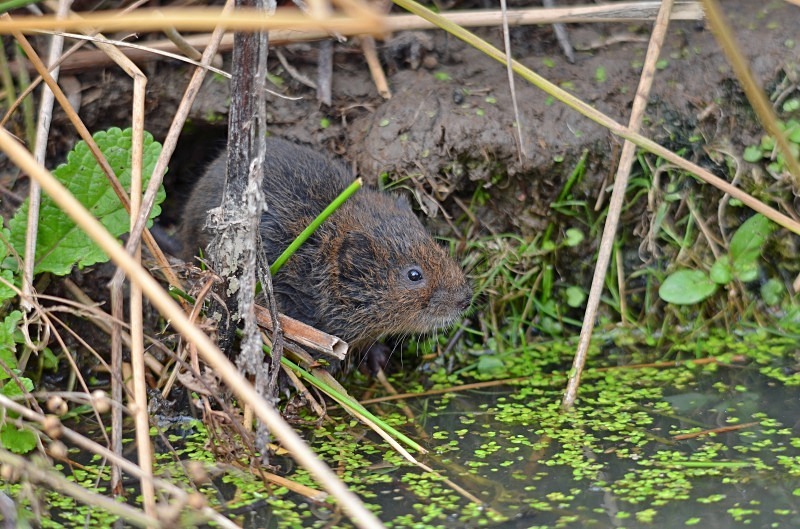 Water Vole - Water Vole