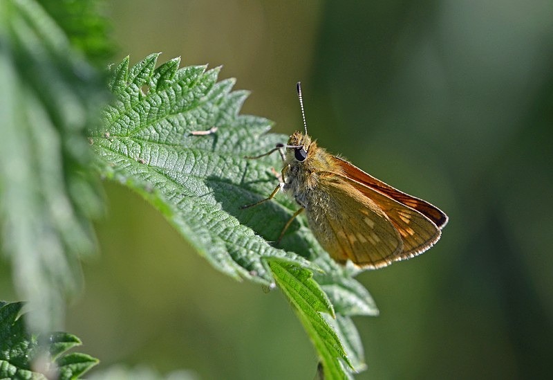 Large Skipper - Butterflies