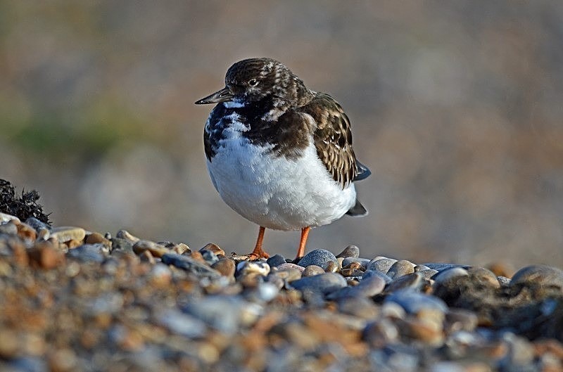 January 2018 - Turnstone - Photos of the month