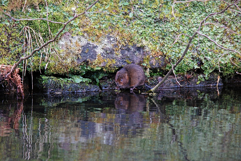 Water Vole - Water Voles