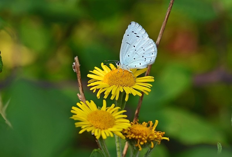 Holly Blue - Butterflies