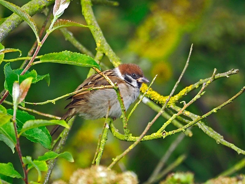 Tree Sparrow - Sparrows