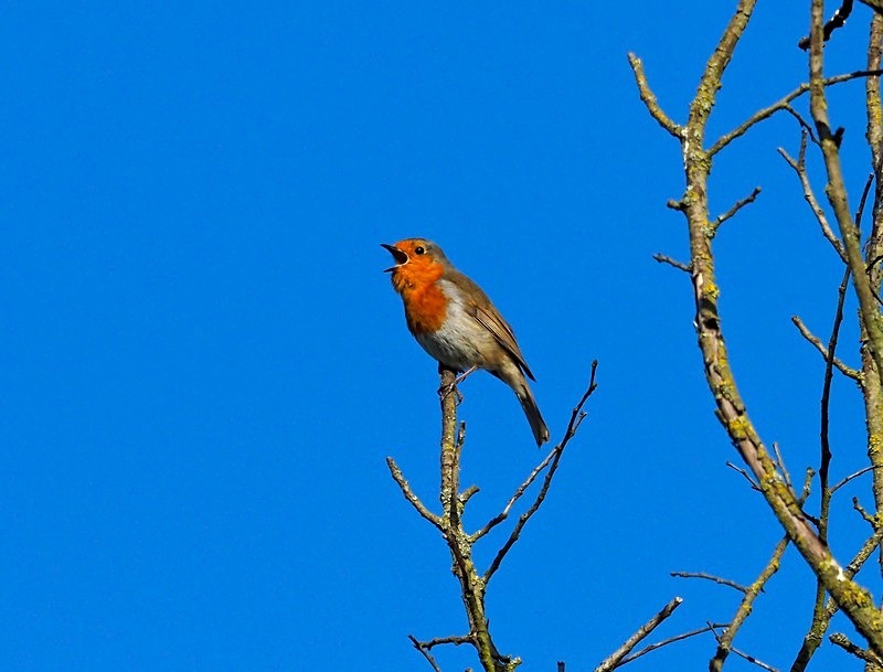 Robin - Robins