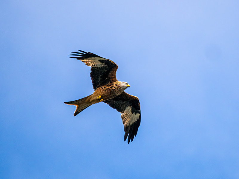 Red Kite - Latest photos