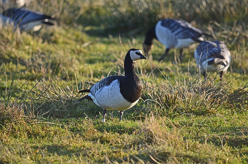 Barnacle Goose - Black geese