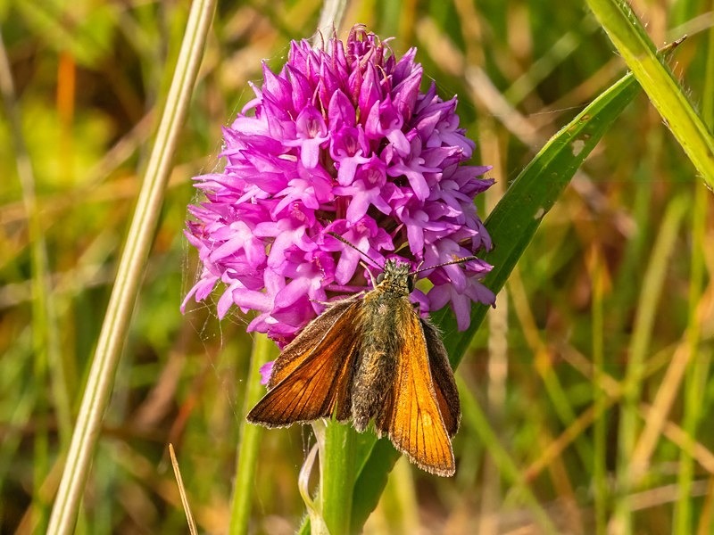 Small Skipper - Butterflies