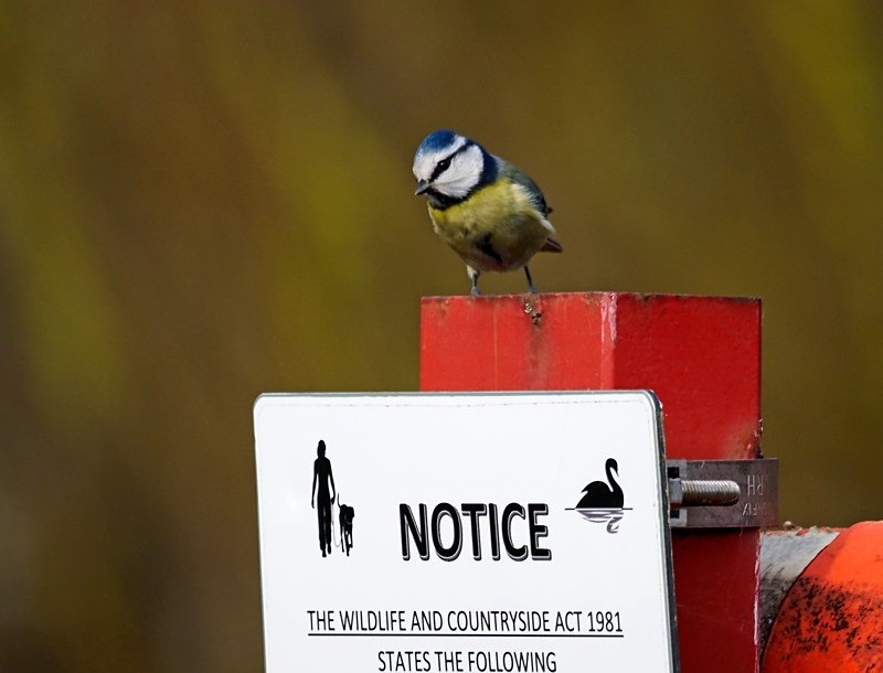 Blue Tit - Tits