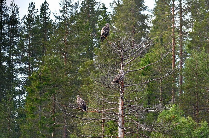 White-tailed Eagles - North Finland - part 2