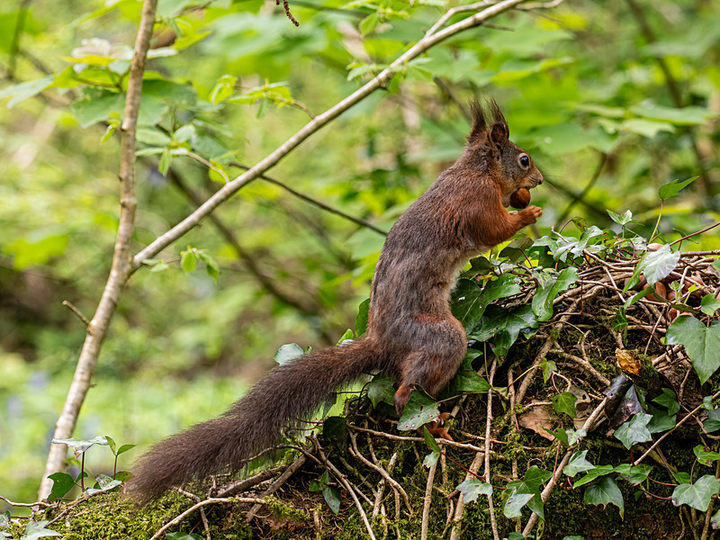 Red Squirrel - Latest photos