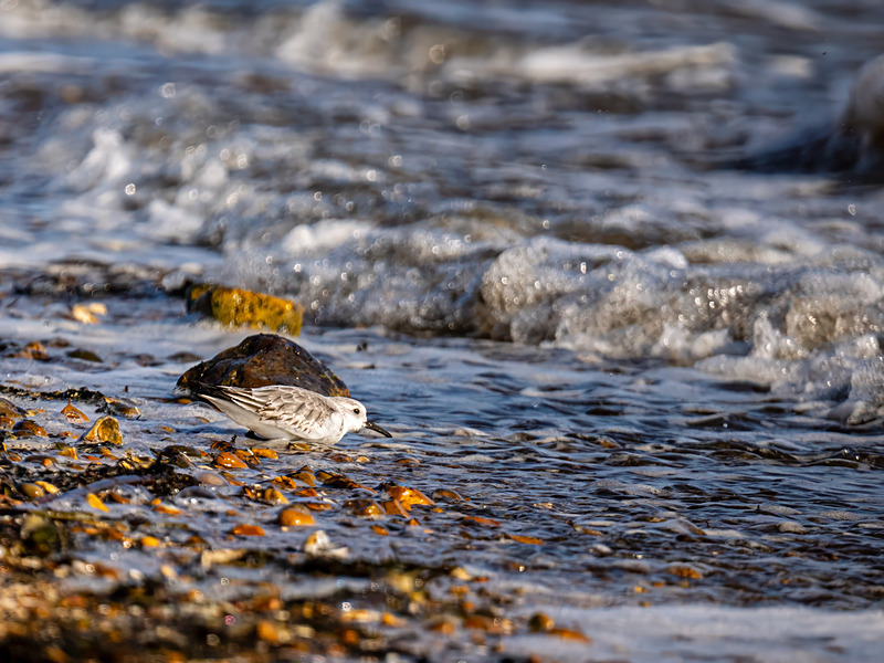 Sanderling - Latest photos