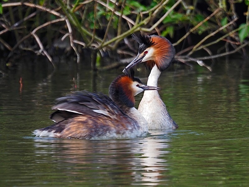 April 2021 - Great Crested Grebes - Photos of the month