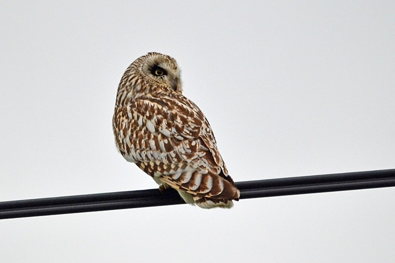 Short-eared Owl - North Norway