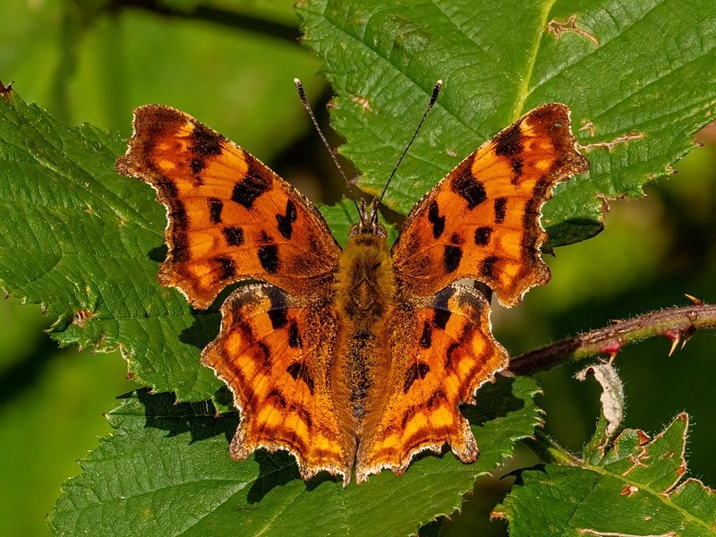 Comma - Butterflies
