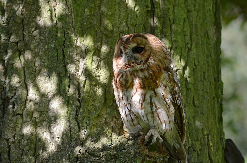 Tawny Owl - Tawny Owl