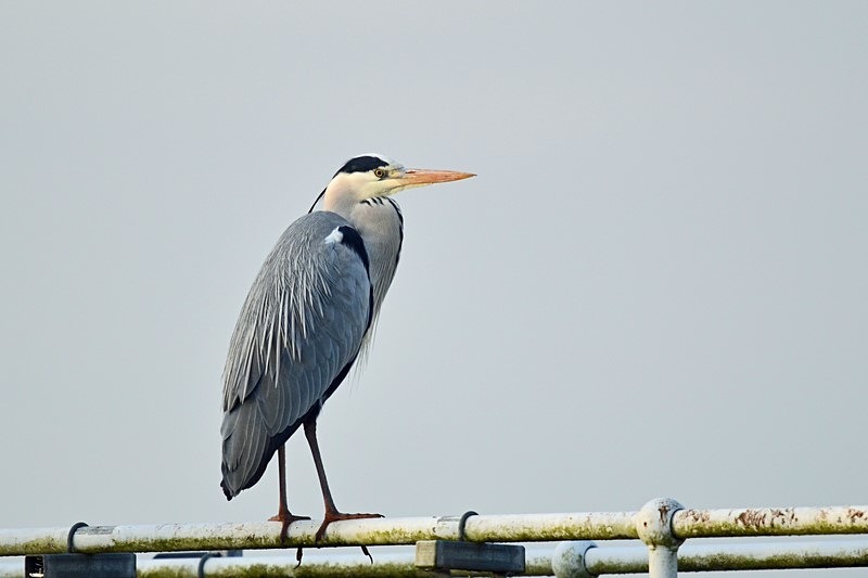 Grey Heron - Herons and egrets