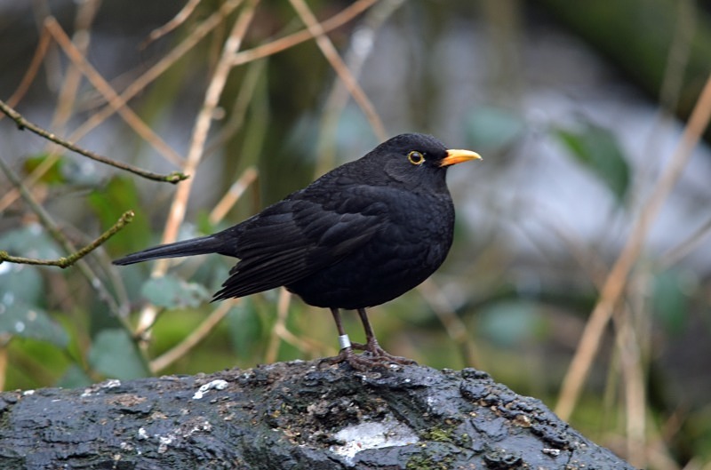 Blackbird - Thrushes