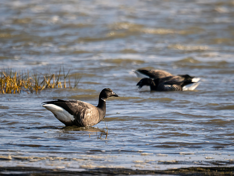 Dark-bellied Brent Goose - Latest photos
