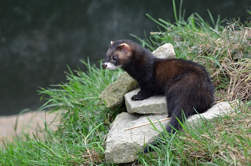 Polecat - Polecat