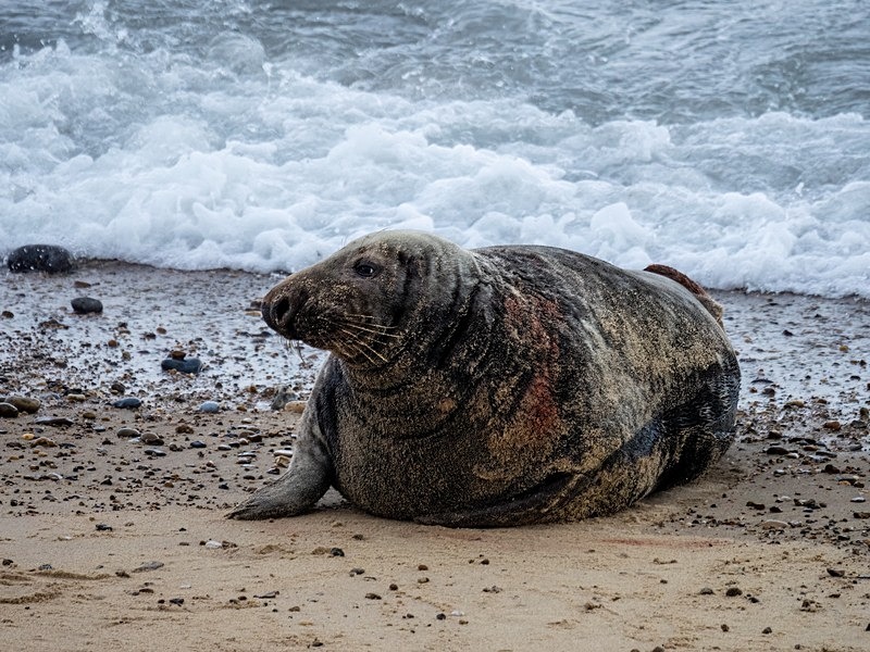 Atlantic Grey Seal - Atlantic Grey Seals