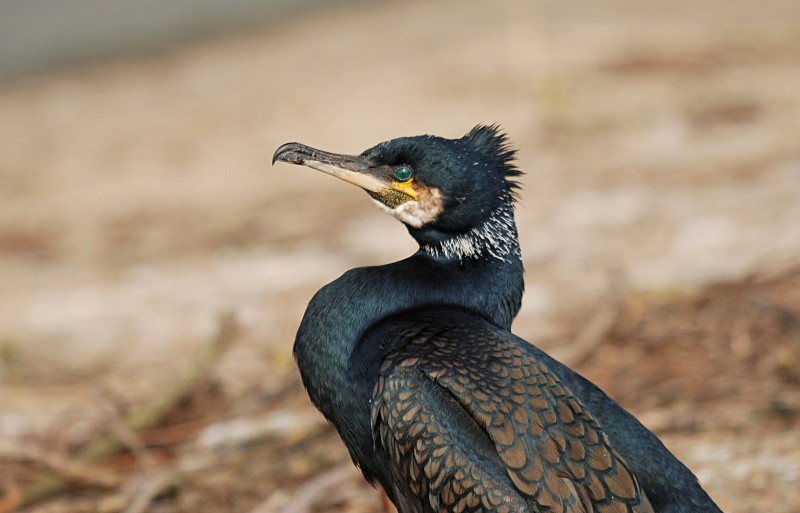 Cormorant - Cormorants and Shags