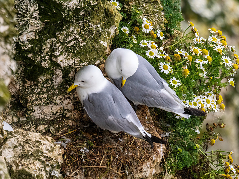 Kittiwakes - Latest photos