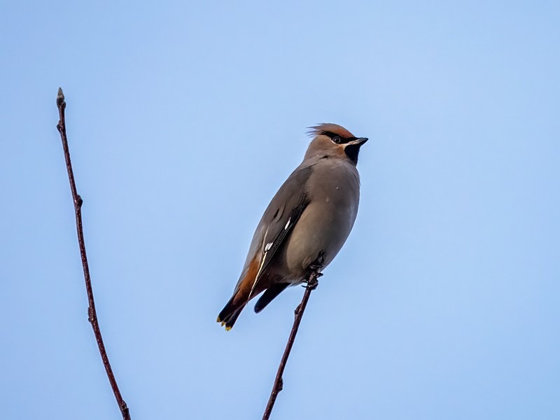 Waxwing - Waxwings
