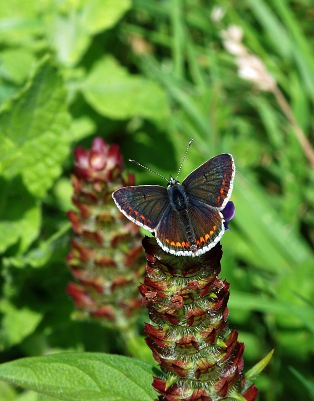 Common Blue - Butterflies