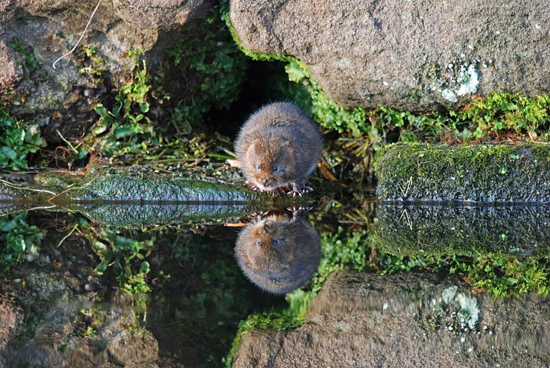 Water Vole - Water Voles