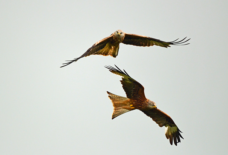 Red Kites - Birds of prey