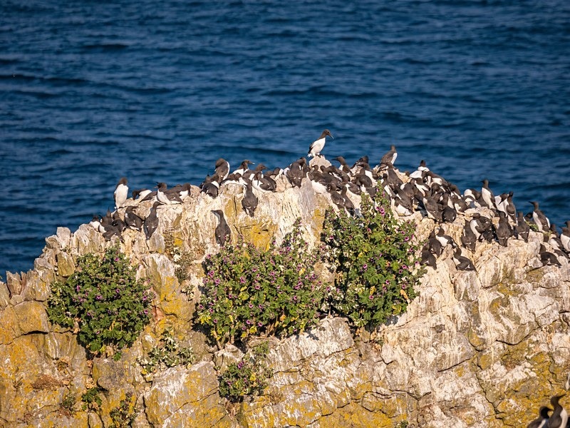 Common Guillemots - Auks