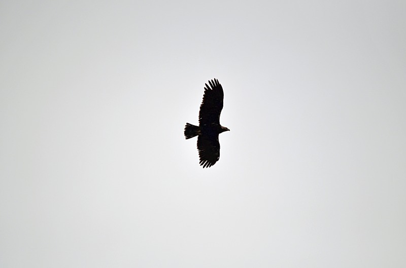 Spanish Imperial Eagle - South and west Spain - April and May 2012