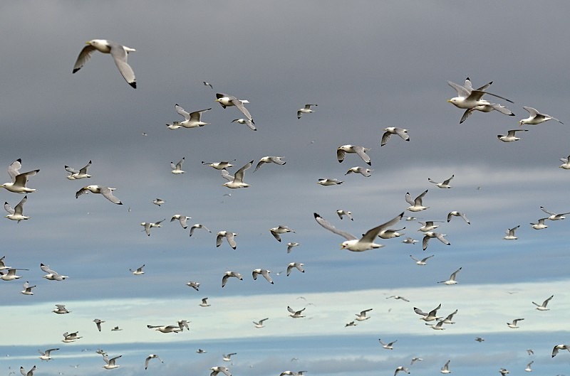 Kittiwakes - North Norway