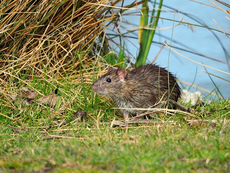 Brown Rat - Other mammals