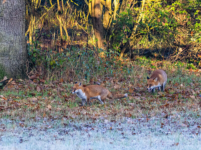 Red Foxes - Latest photos