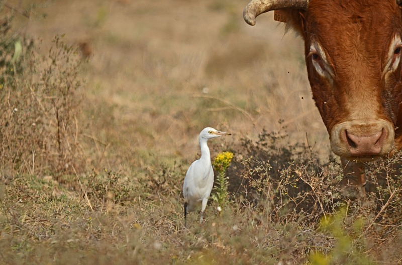 Cattle Egret - South Spain - September 2013
