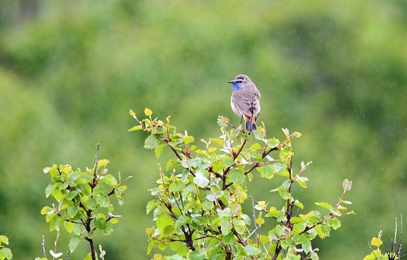 Bluethroat - North Norway