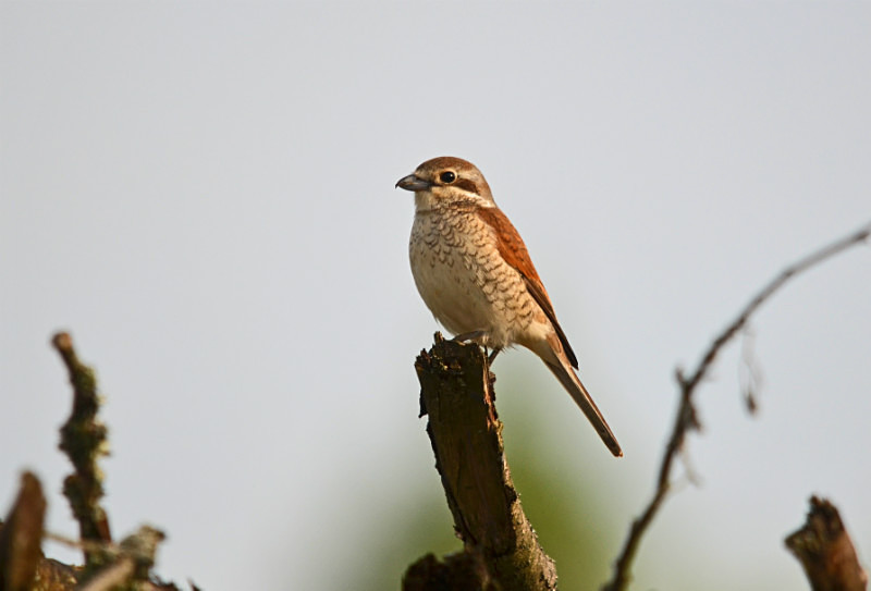 Red-backed Shrike - Estonia