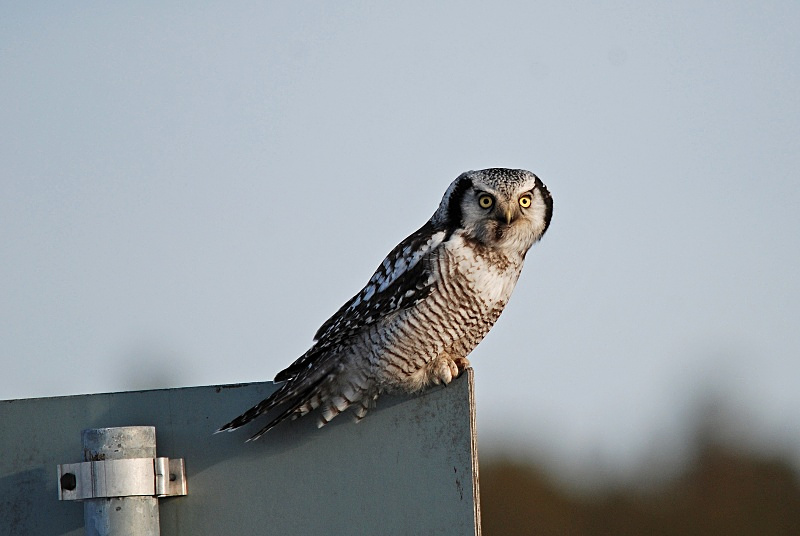 Northern Hawk Owl - Finland