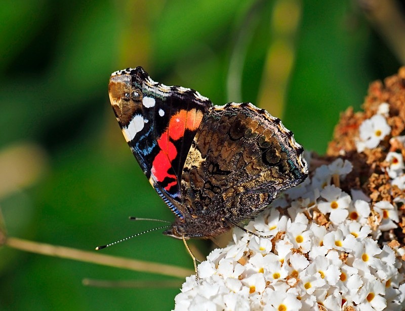 Red Admiral - Butterflies