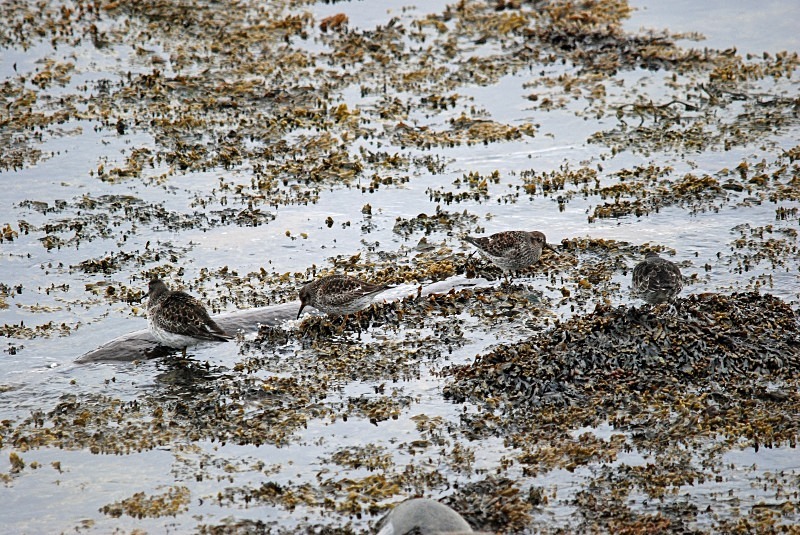 Purple Sandpipers - North Finland and north Norway - May and June 2009