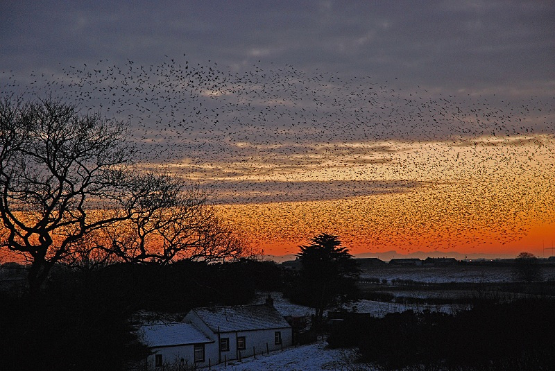 Starling roost - Starlings