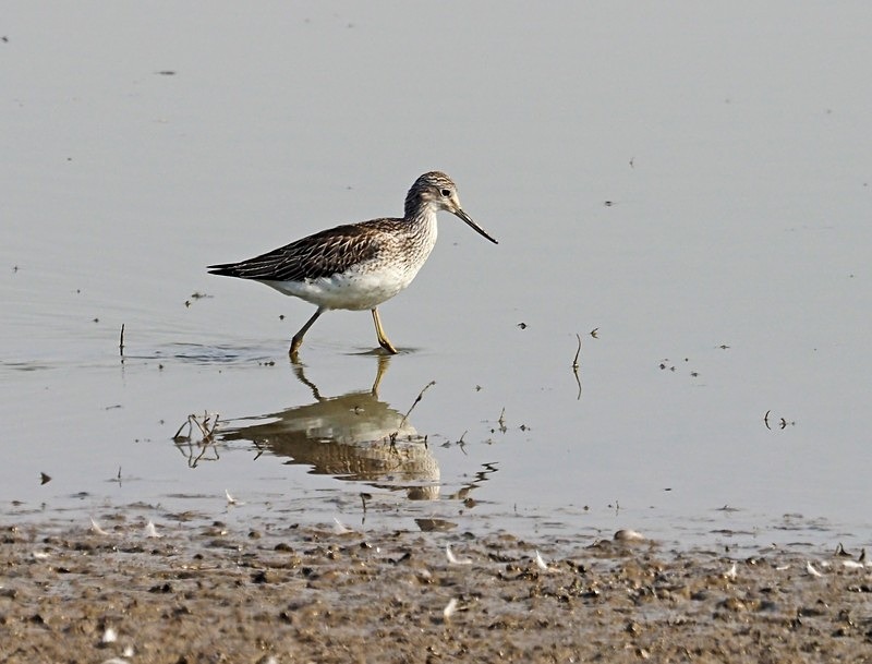 Greenshank - Sandpipers